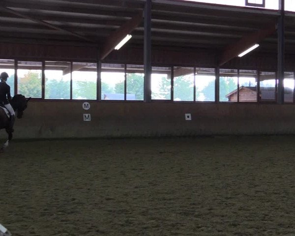 Reitturnier Appelhülsen 2015