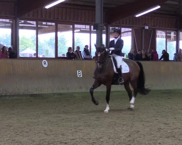 Reitturnier Appelhülsen 2015