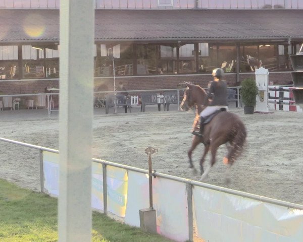 Reitturnier Appelhülsen 2015