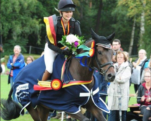 jumper Amazing Prince TSF (Trakehner, 2011, from Prince Patmos)