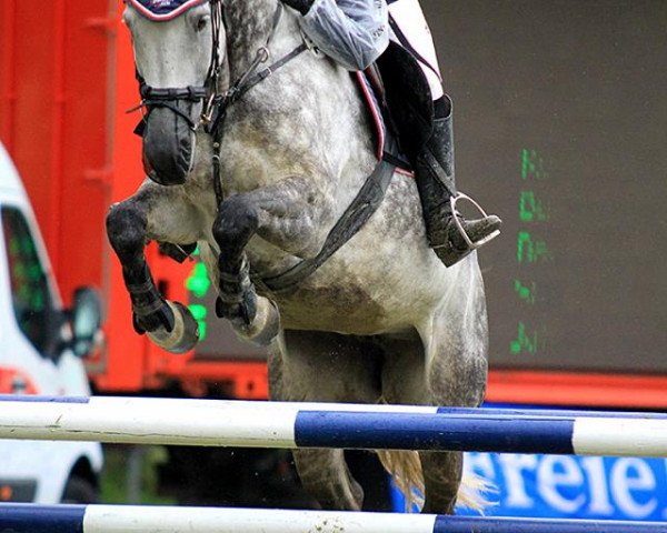 broodmare DSP Just do it (German Sport Horse, 2005, from Landzauber)