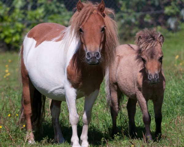 Zuchtstute Elegance v.d. Goudakkers (Shetland Pony (unter 87 cm), 2011, von Aloubet van 't Barreeltje)