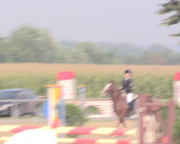 Reitturnier Appelhülsen 2015
