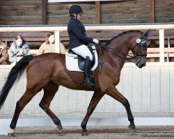 dressage horse Alghero 2 (Swedish Warmblood, 2005, from Querlybet Hero)