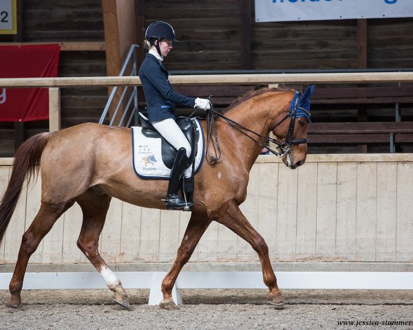 dressage horse Zontano (Mecklenburg, 2005, from Zigeunerheld xx)