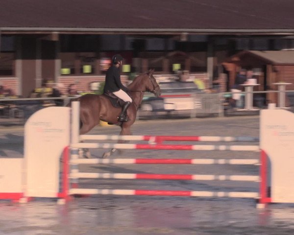 Reitturnier Appelhülsen 2015