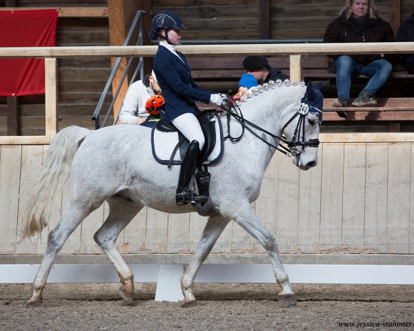 Dressurpferd Sunny 1088 (Deutsches Reitpony, 2006, von Pantani) Dressurpferd Sunny 1088 (Deutsches Reitpony, 2006, von Pantani)