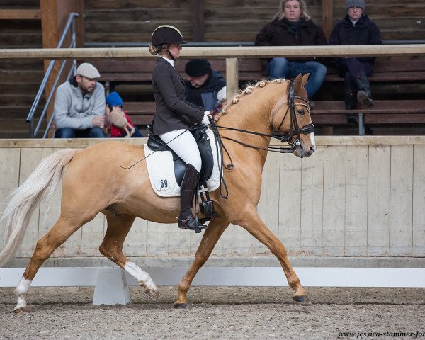 Deckhengst Diamond Heart (Deutsches Reitpony, 2008, von FS Don't Worry) Deckhengst Diamond Heart (Deutsches Reitpony, 2008, von FS Don't Worry)