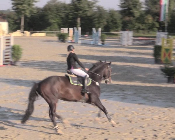 Reitturnier Appelhülsen 2015