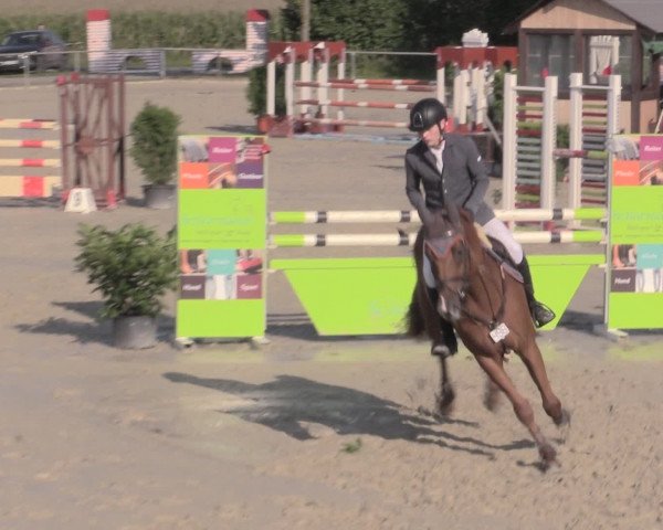Reitturnier Appelhülsen 2015