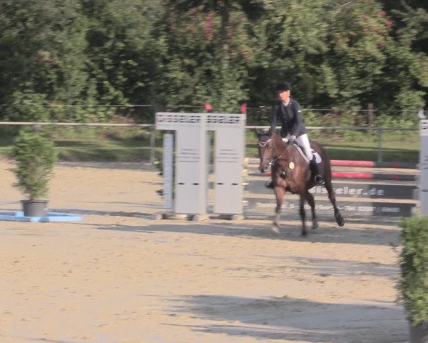 Reitturnier Appelhülsen 2015