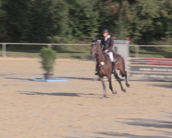Reitturnier Appelhülsen 2015