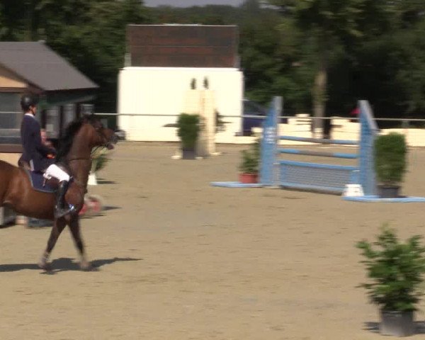 Reitturnier Appelhülsen 2015