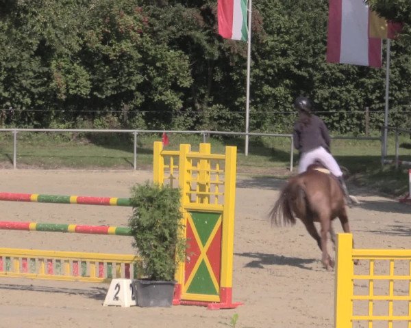 Reitturnier Appelhülsen 2015
