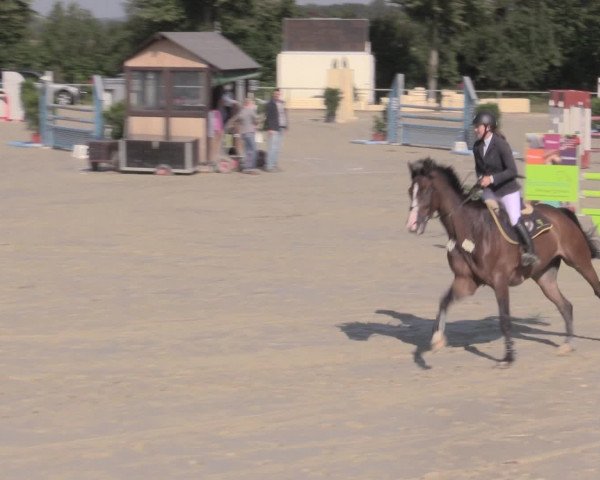 Reitturnier Appelhülsen 2015