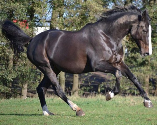jumper Evolution H (Swedish Warmblood, 1999, from Elmshorn)