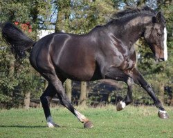 jumper Evolution H (Swedish Warmblood, 1999, from Elmshorn)