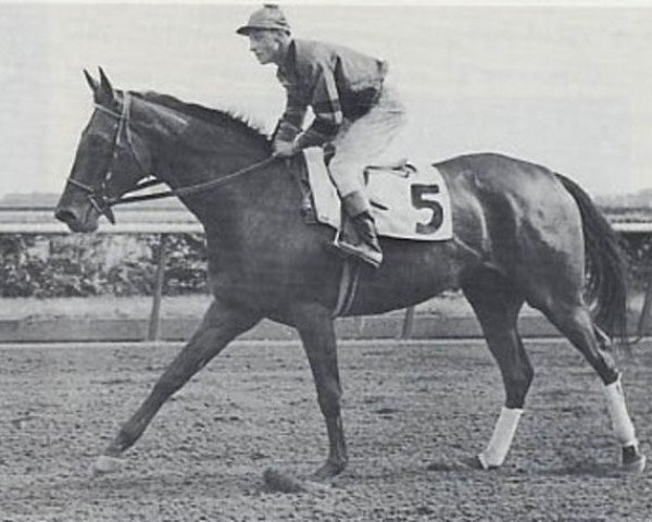 broodmare Real Delight xx (Thoroughbred, 1949, from Bull Lea xx)