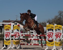 jumper Solitär 50 (Hanoverian, 2012, from Stolzenberg)