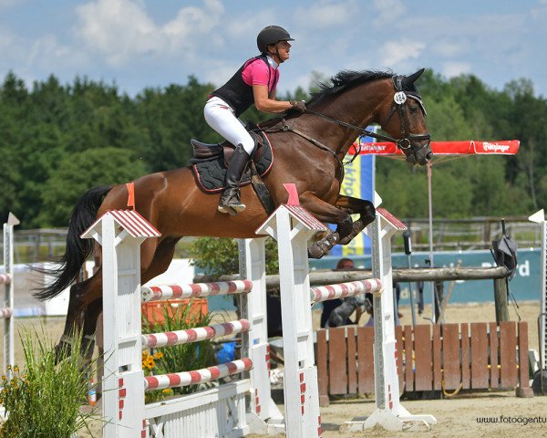 jumper Pan Tau 117 (Oldenburg show jumper, 2012, from Presley Boy)