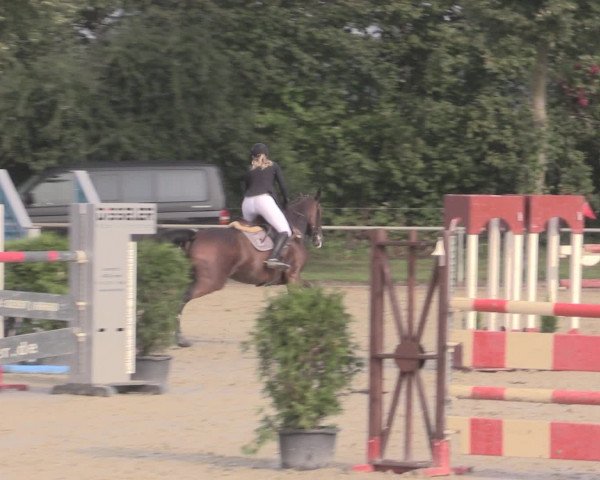 Reitturnier Appelhülsen 2015