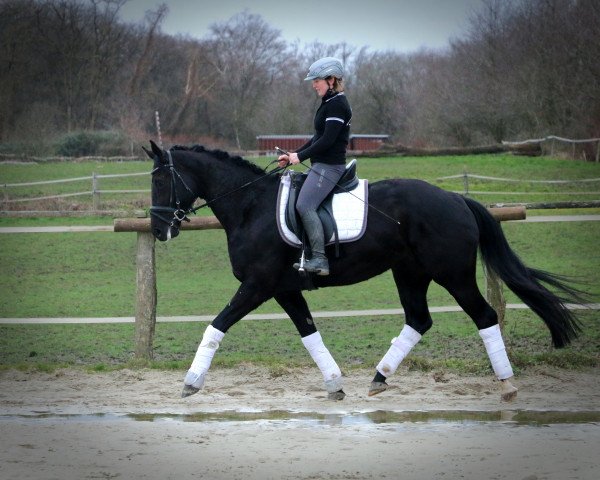 horse Smilla (Westphalian, 2013, from Stockholm)