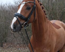 Springpferd For Lovestory (Oldenburger, 2014, von For Romance I)