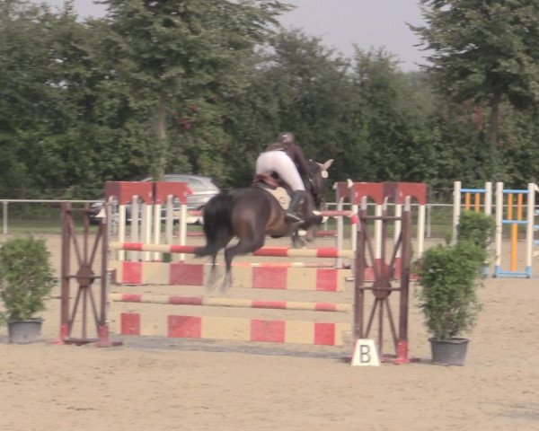 Reitturnier Appelhülsen 2015