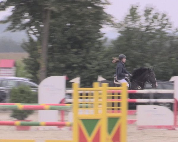 Reitturnier Appelhülsen 2015