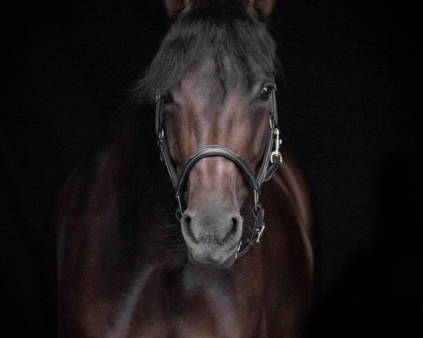 dressage horse Calido's Philia K (German Riding Pony, 2015, from Calido G)