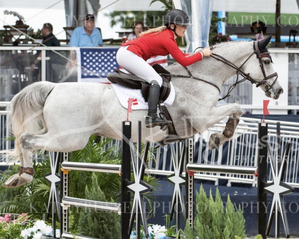 Springpferd Newcomer 13 (Holsteiner, 2008, von New Quidam)