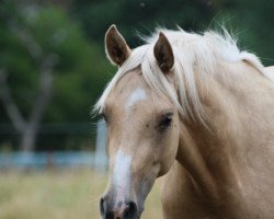 broodmare Blumberg's Honigbiene Ox (Arabian purebred, 2017, from HAB Grand Couleur)