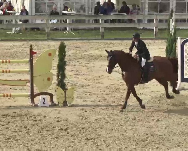 Reitturnier Linkenheim-Hochstetten 2015
