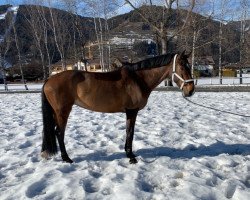 jumper Dolores Felicitas (Austrian Warmblood, 2013, from Dollar D'Or Sb)