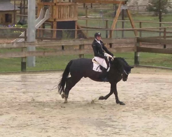 Reitturnier Linkenheim-Hochstetten 2015
