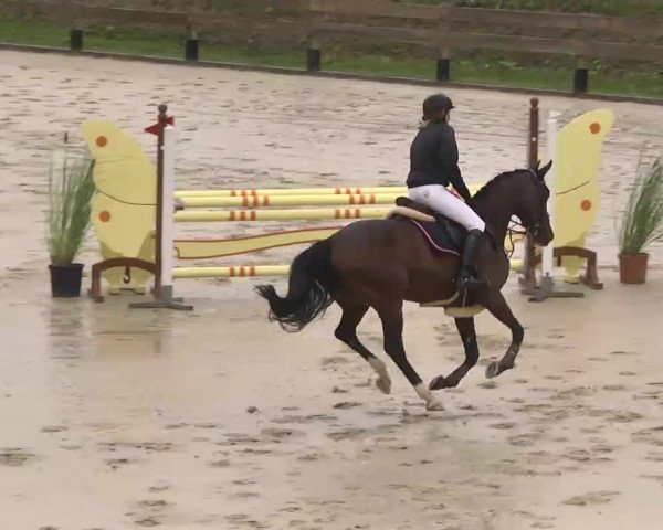 Reitturnier Linkenheim-Hochstetten 2015