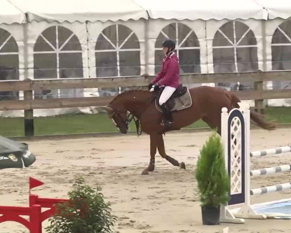 Reitturnier Linkenheim-Hochstetten 2015