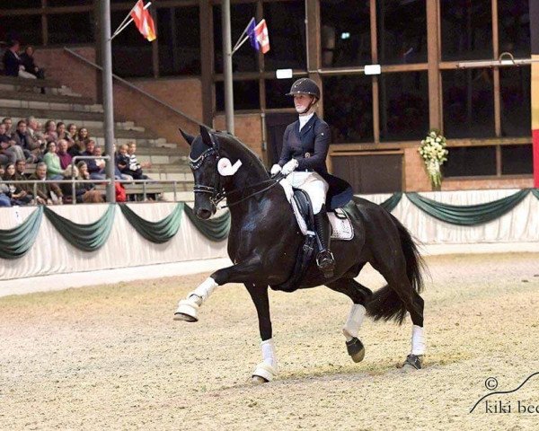 dressage horse Dark Dancer 22 (Hanoverian, 2007, from Dancier)