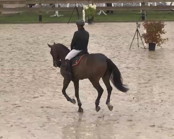 Reitturnier Linkenheim-Hochstetten 2015