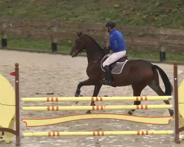 Reitturnier Linkenheim-Hochstetten 2015