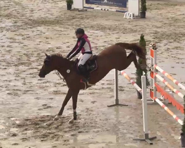 Reitturnier Linkenheim-Hochstetten 2015