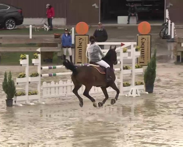 Reitturnier Linkenheim-Hochstetten 2015