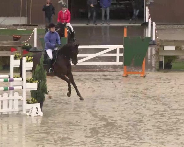 Reitturnier Linkenheim-Hochstetten 2015