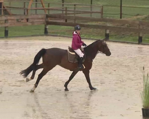 Reitturnier Linkenheim-Hochstetten 2015