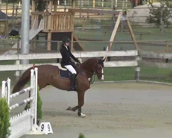 Reitturnier Linkenheim-Hochstetten 2015