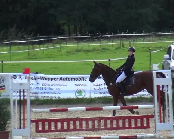 Reitturnier Bergisch Gladbach-Paffrath 2015