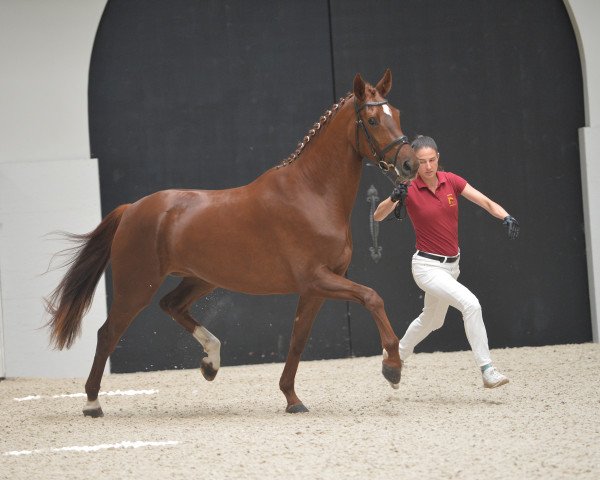 broodmare Florencia B (German Sport Horse, 2016, from Fuechtels Floriscount OLD)