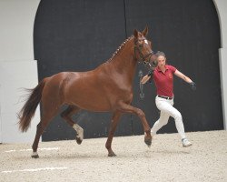 Zuchtstute Florencia B (Deutsches Sportpferd, 2016, von Fuechtels Floriscount OLD)