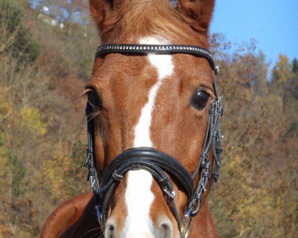 dressage horse Locke (Little German Riding Horse, 2000)