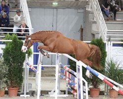 stallion Faust des Orcets (Selle Français, 2015, from Type Top du Monteil)
